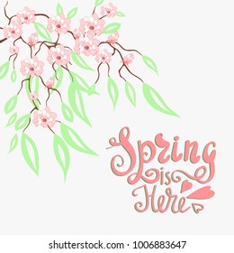 Spring is here. Vector handwritten calligraphy. Pink cherry flowers and branches with hand drawn lettering about spring time.