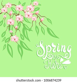 Spring is here. Vector handwritten lettering. Beautiful card with hand drawn calligraphy and cherry flowers blossom.