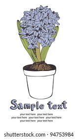 Spring hyacinth card