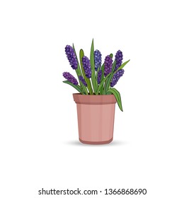 Spring hyacinth flowers with leaves and grass in a flower pot on a white background. Vector