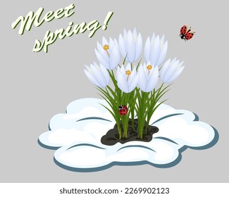 Spring illustration with snowdrops.Vector illustration with snowdrops and ladybugs on a colored background with text.