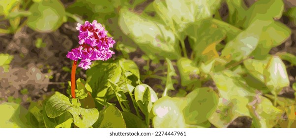 Spring inflorescence of the medicinal Baikal plant Bergnia crassifolia (Badan thick-leaved, Saxifrage thick-leaved, or Mongolian tea) under a tree. Vector.