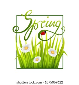 Spring inscription, green grass, chamomile flowers and ladybug.