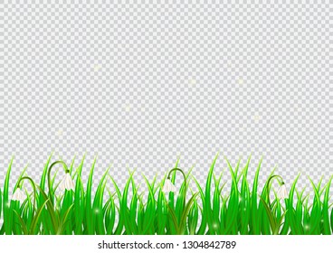 Spring isolated background with snowdrop flowers and realistic grass. April. Vector illustration design.