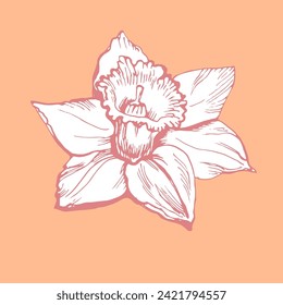 Spring isolated flower of daffodil in full bloom design element on trendy color of the year 2024. For floral card, textile print, pillows, napkins, packaging, wedding invitation, Easter greeting card.