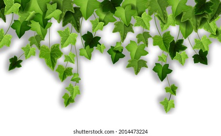 Spring ivy plant vector background, green climbing vine leaf illustration, garden creeper liana plant. Greenery floral realistic clipart, hanging foliage, twigs. Nature frame, ivy plant vegetation