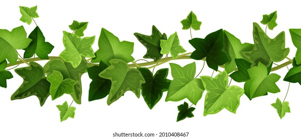 Spring ivy plant vector seamless border, climbing vine leaf frame, liana creeper twig illustration on white. Nature greenery ornament background, floral realistic foliage clipart. Ivy plant branch