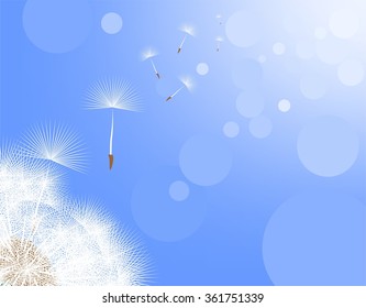 Spring landscape with blue sky and sun glare with flowering dandelion flower in the lower left corner of the florets and by flying in the air