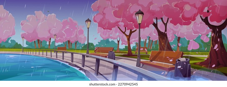 Spring landscape with embankment, japanese sakura trees, lake and benches in rain. Park or garden with chinese cherry trees on river shore in rainy weather, vector cartoon illustration