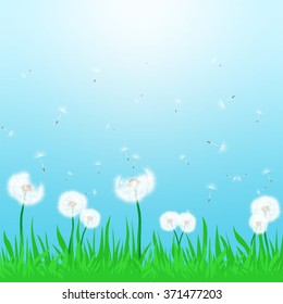 Spring landscape with flowering white dandelion being blown in the wind with green grass and sun shine with a blue sky