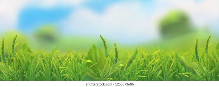 Spring landscape. Green grass vector illustration