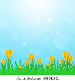 Spring landscape with green grass with yellow spring flowers and blue sky with sun reflections. Crocus in the spring sunshine 