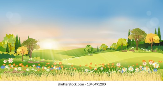 Spring landscape morning in countryside with sun rays shining through green meadow on hill with orange and blue sky,Vector cartoon natural background on Summer or Spring with grass field and flower