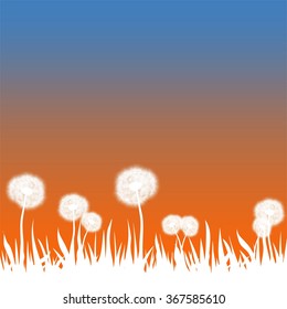 Spring landscape with pale grass and white dandelions with orange and blue sky 