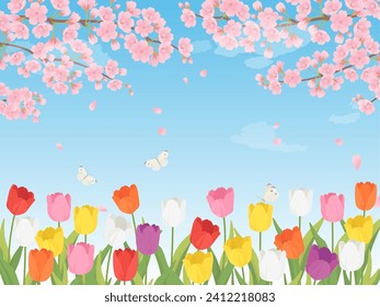 Spring landscape of tulip field and cherry blossoms