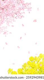 Spring landscape white background frame background with white fence with beautiful and gorgeous blooming rape blossoms and dancing petals of cherry blossoms.