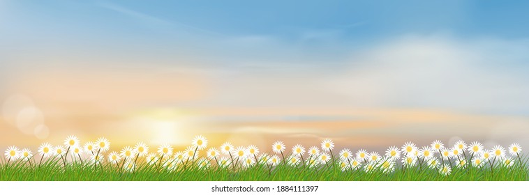 Spring lanscape with morning sky and green grass fields, Natural farm land with tiny daisy flowers and meadow with sunset,Vector illustration Holizontal for spring and summer background