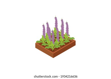 Spring Lavender Flower Patch, Vector Icon