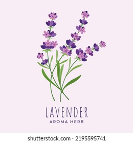 Spring of lavender herb. Original, hand-drawn illustrations. Ideal for packaging, cooking, baby products, tea, healthcare, etc. Flower Lavender, Lavandula. Summer herb.