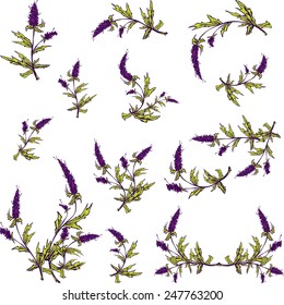 Spring lavender vector illustrated graphic set for your design