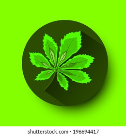 Spring leaf, chestnut nature