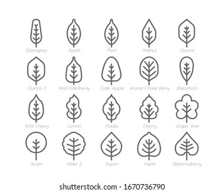 Spring Leaf Outline line Icon Set Spring Concept Minimal Style Illustration Vector EPS 10.