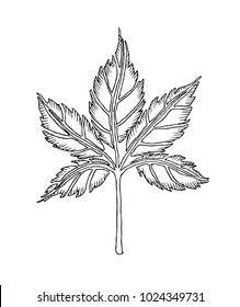 Spring leaf vector illustration