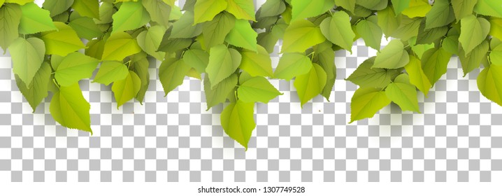 Spring leaves border on transparent background. 