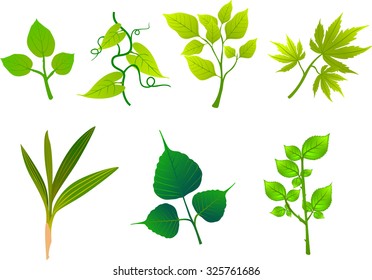 spring leaves flat style set. vector illustration. Leaf set vector design ecology