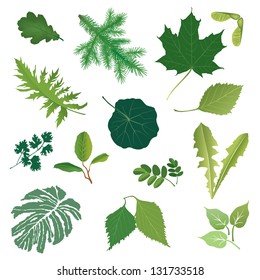 Spring leaves icon vector set. Summer nature decor. Herb leaf botanical collection