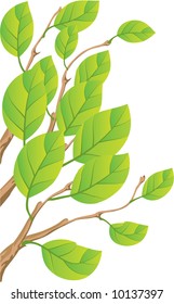 Spring leaves. Vector.