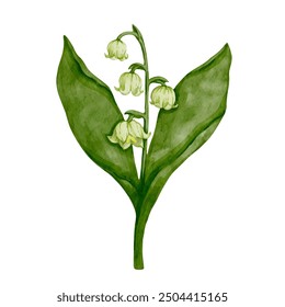 Spring lily of the valley flower.Colorful botanical element of seasonal plant.Vector graphic.