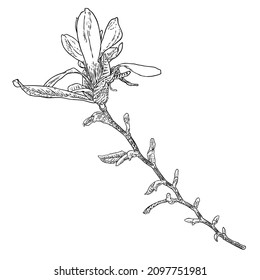 Spring magnolia flower with leaves on the branch isolated on white background, hand drawing from real tree. Real life nature twigs with bloom head. Vector.