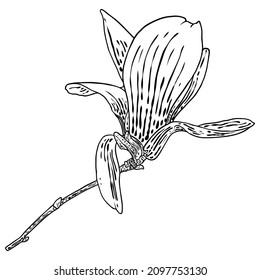 Spring magnolia flower with leaves on the branch isolated on white background, hand drawing from real tree. Real life nature twigs with bloom head. Vector.