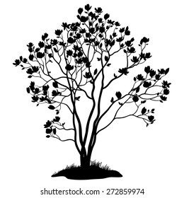 Spring Magnolia Tree With Flowers, Leaves And Grass Black Silhouette Isolated On White Background. Vector