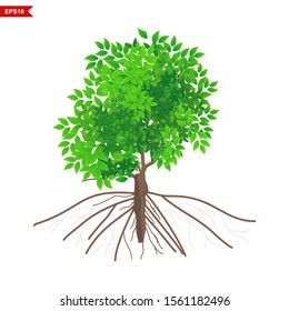 Spring mangrove trees and green leaves rooted against a white background, .vector
