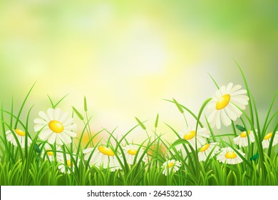 Spring meadow background with green grass and daisies