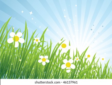 Spring meadow beautiful