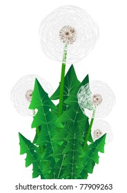 Spring meadow flower. Dandelion on a white background.