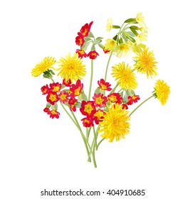 Spring meadow flowers. Dandelion and red primula.