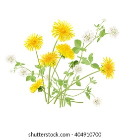Spring meadow flowers. Dandelion and white clover.
