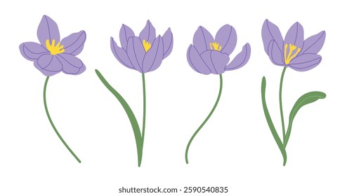 Spring meadow flowers vector illustration collection. Modern hand drawn Crocus clip art set for books, stationery, banners and social media