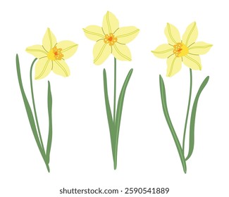 Spring meadow flowers vector illustration collection. Modern hand drawn daffodils, narcissus clip art set for books, stationery, banners and social media