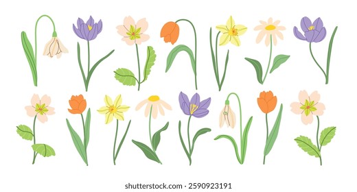 Spring meadow flowers vector illustration collection. Modern hand drawn crocus, tulips, snowdrops, daffodils and camomile clip art set for books, stationery, banners and social media