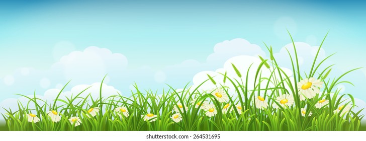Spring meadow with green grass, daisies and sky, vector illustration