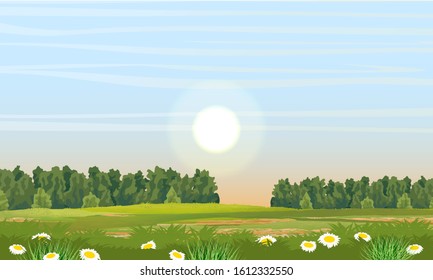 Spring meadow. Green trees, grass and white flowers with yellow centers. Camomile field. Realistic vector landscape