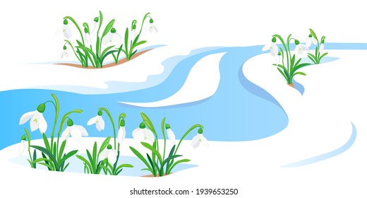 Spring meltwater flow and the first flowers sprout through the snow. White snowdrops in a flat style. The concept of the arrival of spring and the awakening of nature after winter. Vector illustration