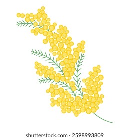 Spring mimosa branche with blooming flowers. Delicate floral composition.Vector illustration