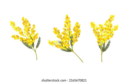 Spring mimosa flower branches with yellow florets set vector illustration