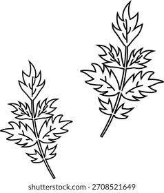 Spring mountain vegetable mugwort line drawing illustration